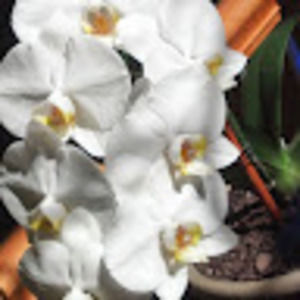 Meet your Posher, Shirra